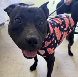Kculli – latest dog to be featured on Hockey & Hounds radio show this season.